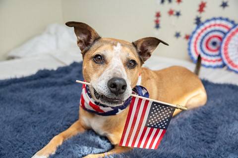 How To Defend Your Pets this 4th of July