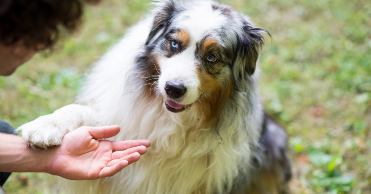 Teaching Grownup Canines