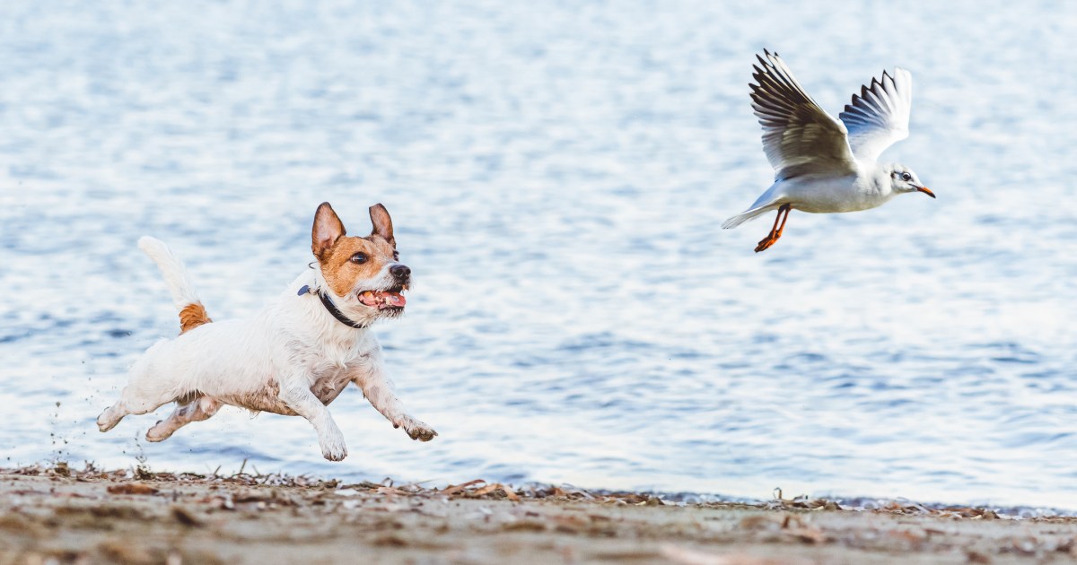 How one can Efficiently Take care of Chasing Habits in Canine