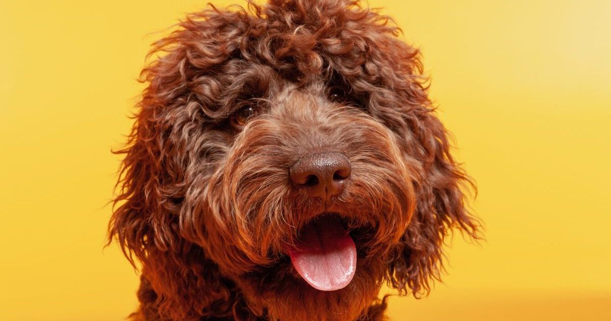 Labradoodle Canine Breed Information & Traits