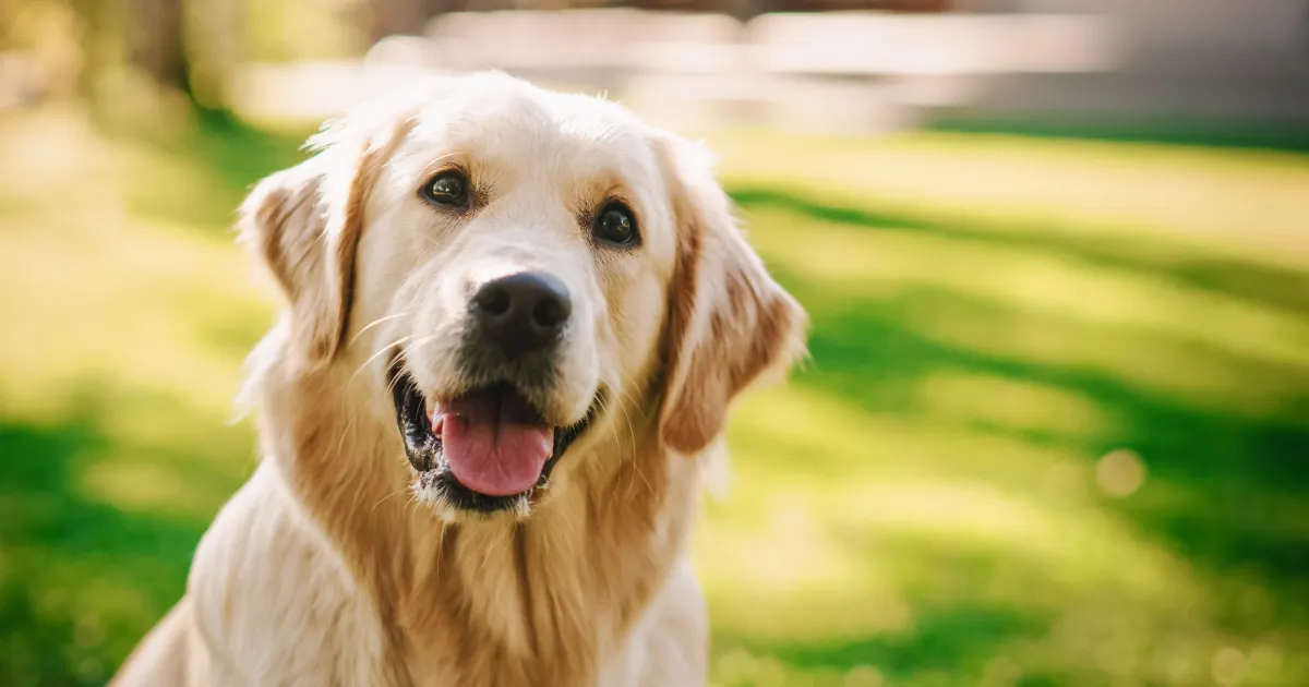 Golden Retriever Canine Breed Information and Traits