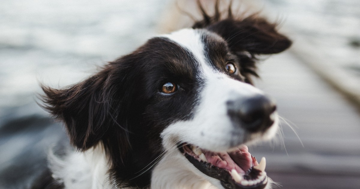 All Of The Most Canine-Nice Canine Breeds