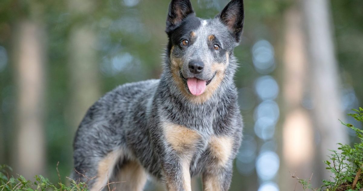 Blue Heeler