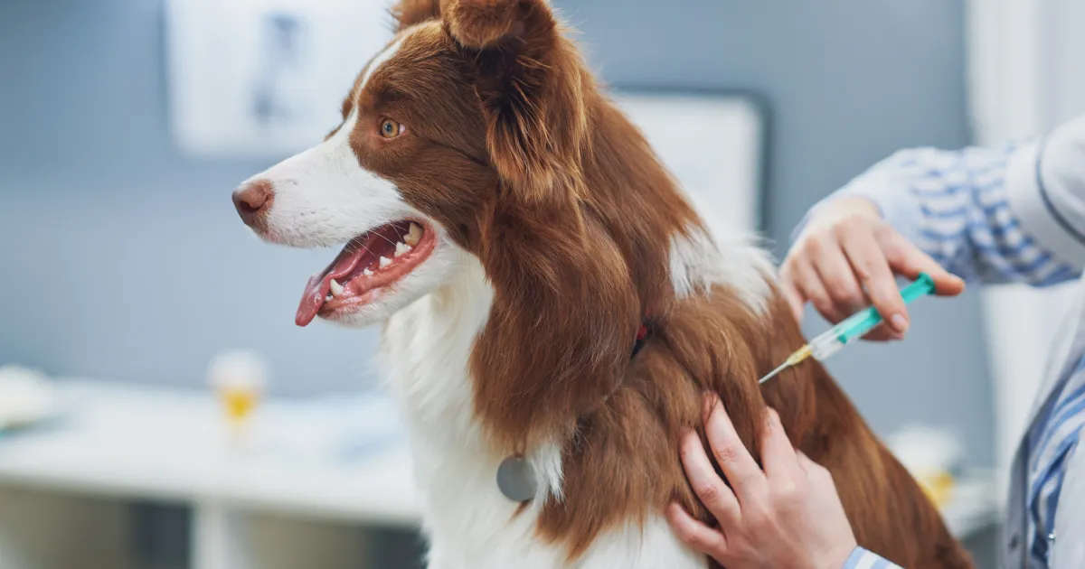 What To Know About Your Pet’s Vaccines