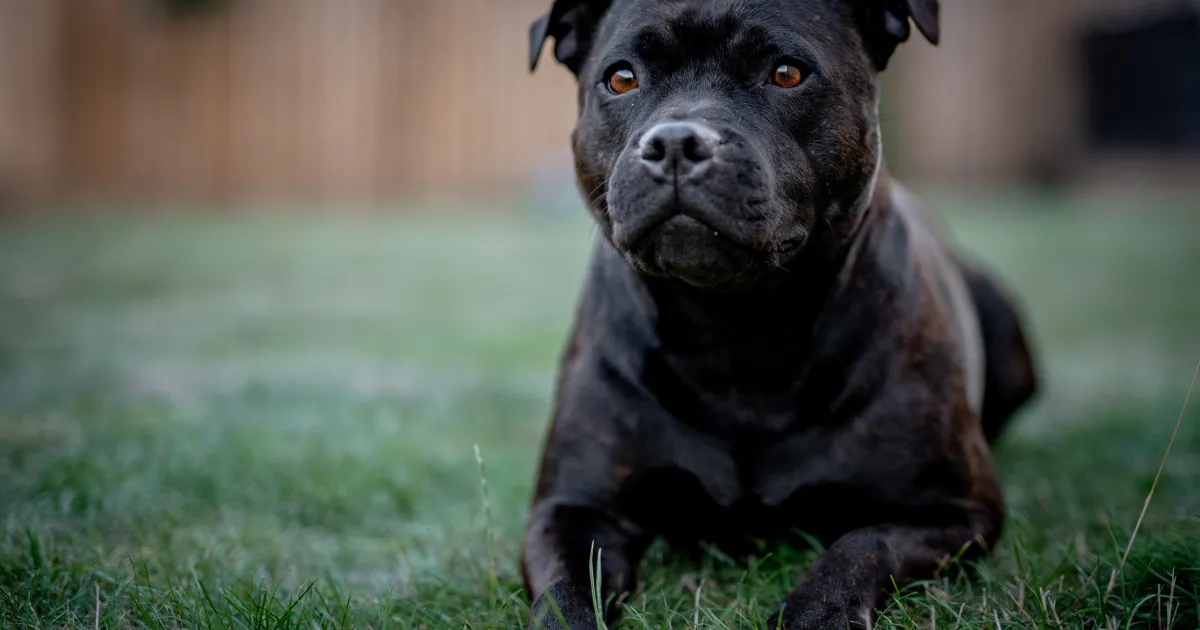 Staffordshire Bull Terrier Canine Breed Knowledge & Traits