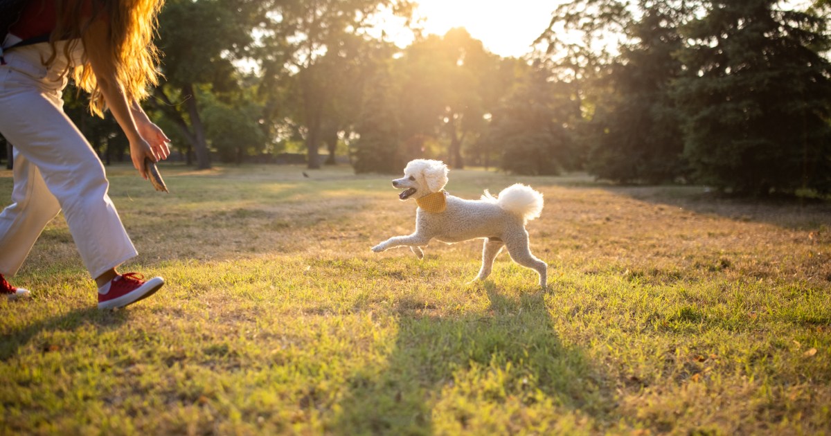 How one can Improve Canine Recall