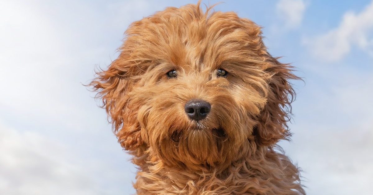 Mini Goldendoodle Knowledge: Dimension, Weight, Allergy signs, Worth, Life Span, and Further