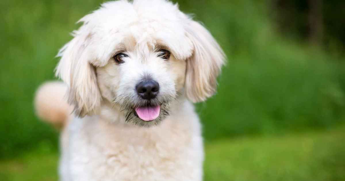 Pomapoo Canine Breed Information & Traits