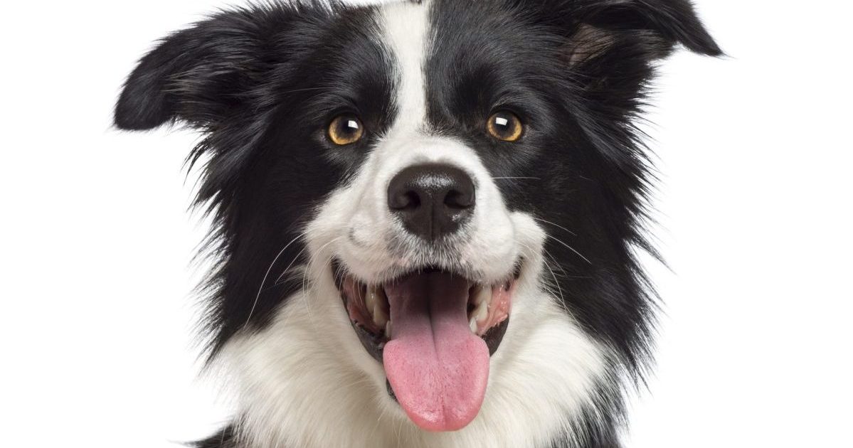 Easy To Put together Canine Breeds