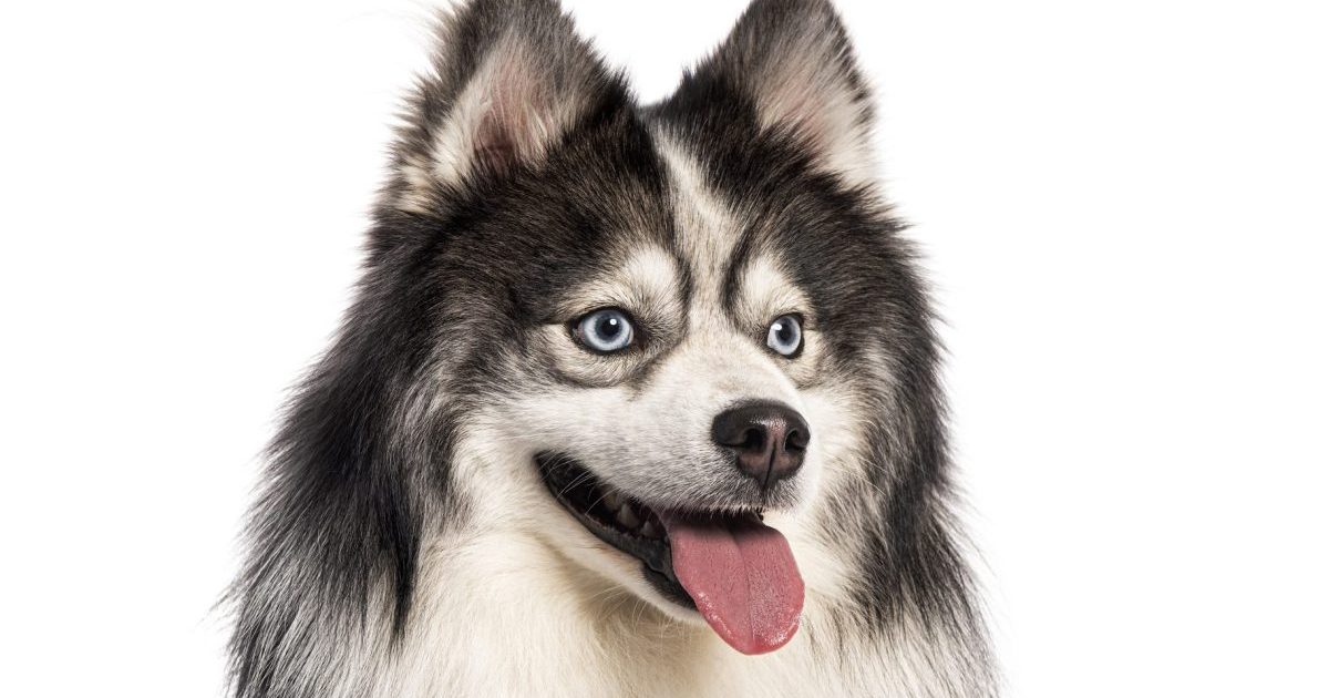 Pomsky Canine Breed Information & Traits