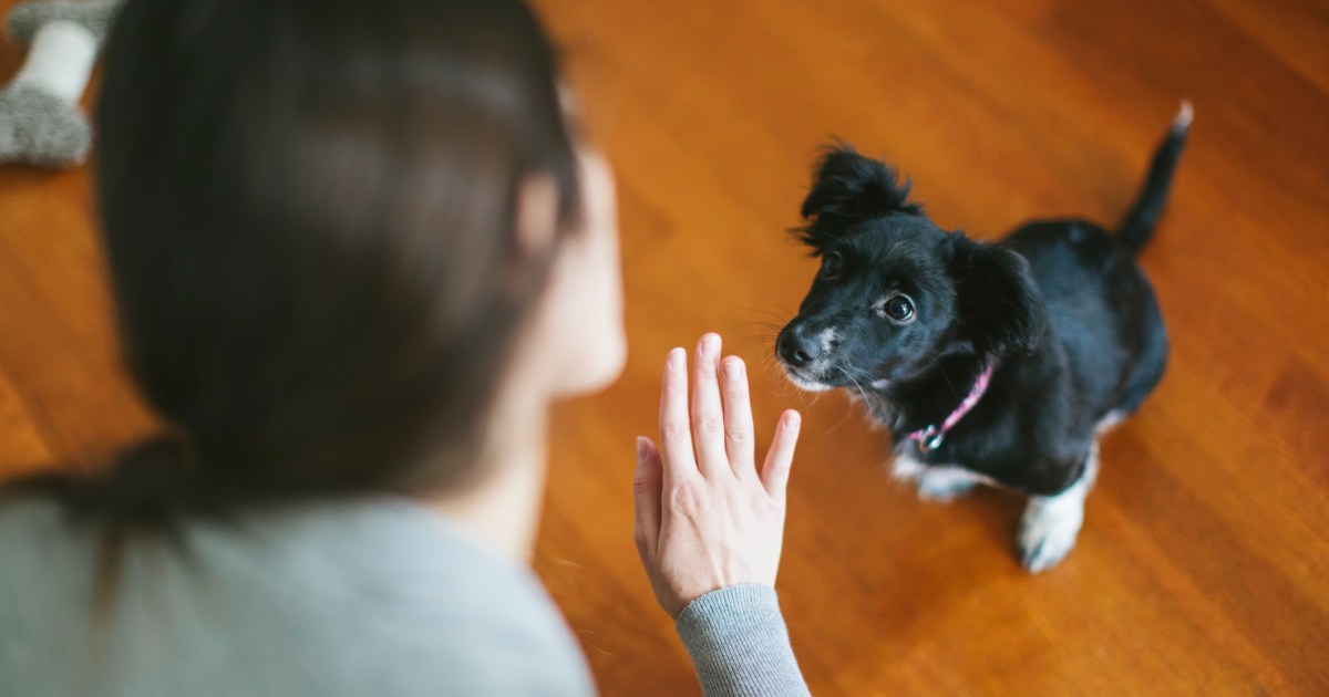 Sit Command Teaching