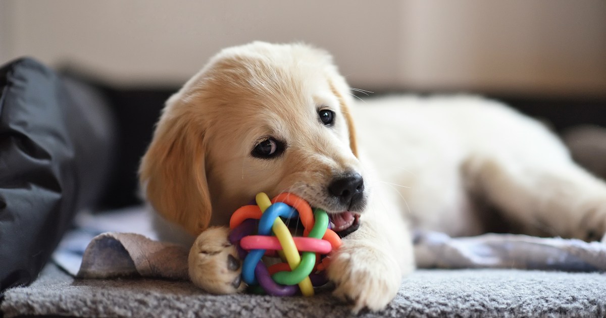 Elevating a Pet: How Chew Toys Revenue Your Canine