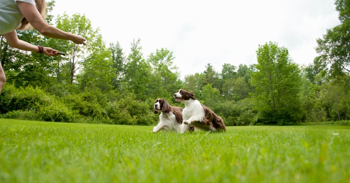 How one can Improve Your Canine’s Recall