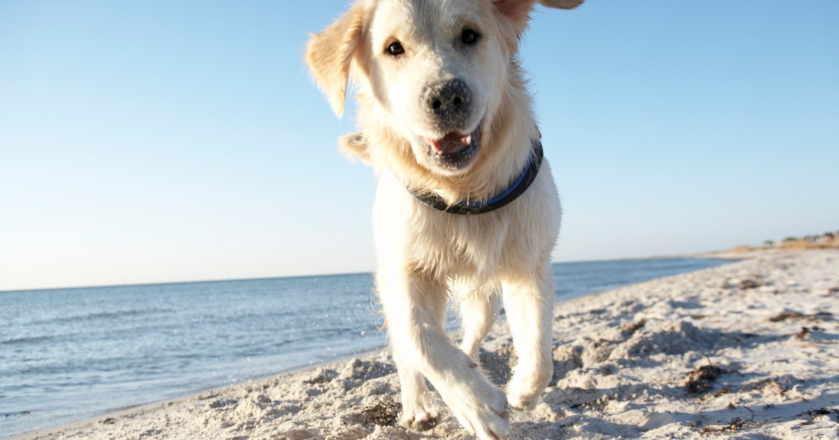 Safety Options for Having enjoyable with Canine-Nice Seashores