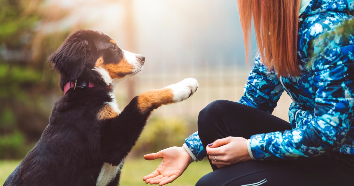 10 Easy Suggestions To Educate Your Canine