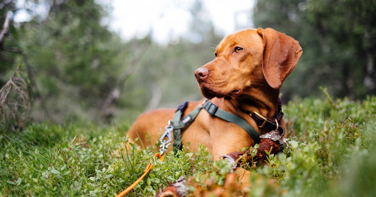 Good Sporting Canine for Looking All Recreation