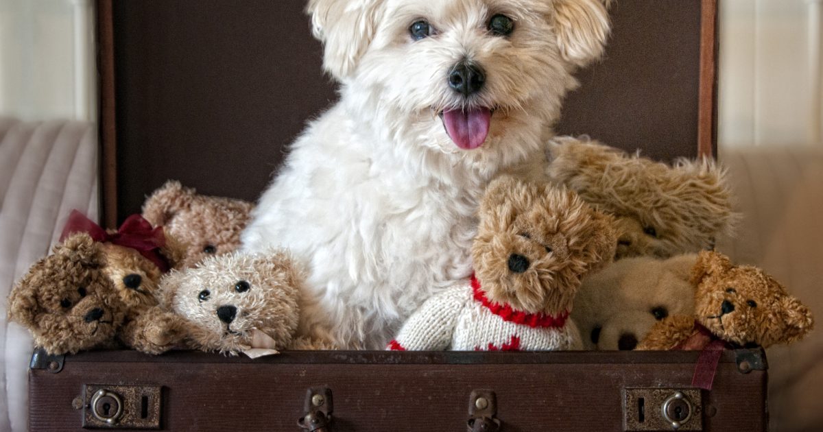 Cuddly Puppies and Canines Who Seem like Cute Bears