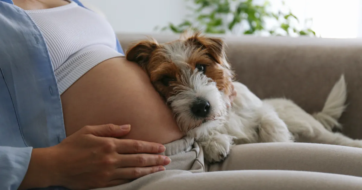 Can Canines Sense Being pregnant in Folks?