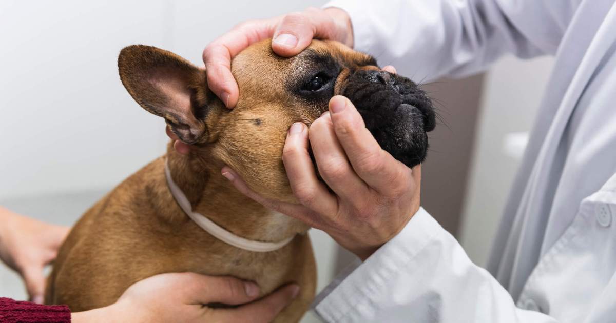 Pores and pores and skin Fold Dermatitis (Intertrigo) in Canine: Indicators, Causes, & Therapies