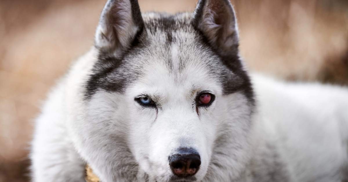 Scleritis in Canines: Indicators, Causes, & Therapies