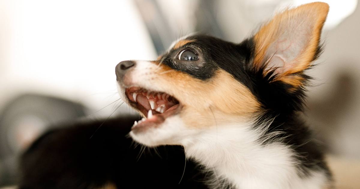 Types and Breeds Prone to Dental Factors