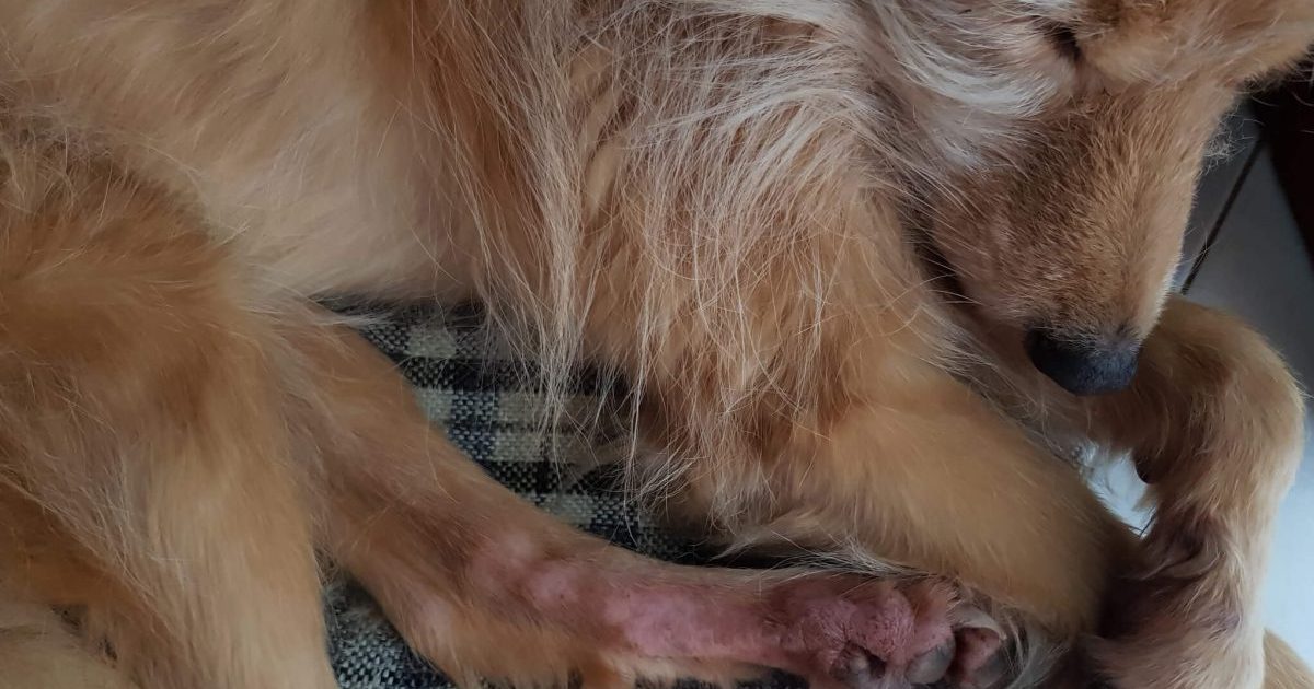 Atopic Dermatitis in Canines: Indicators, Causes, & Therapies