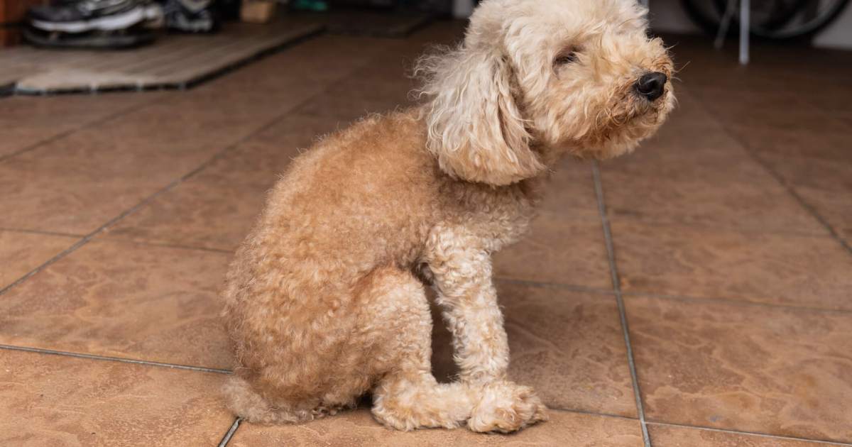 Why Your Canine Is Dragging Their Butt and Scooting