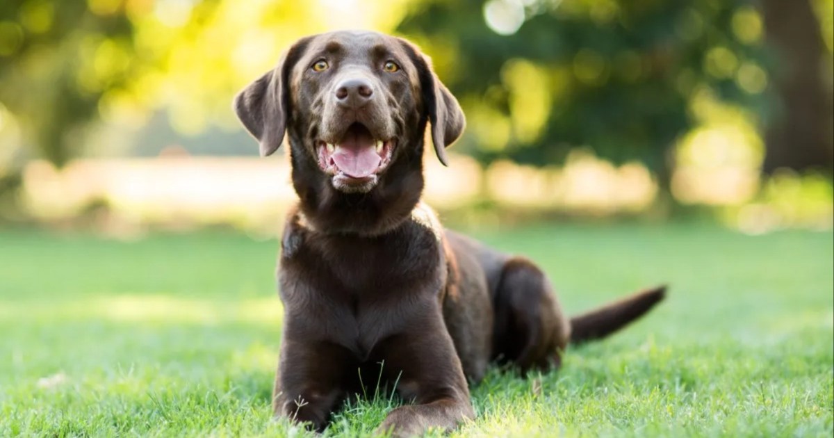 Chocolate Lab Data: Value, Life Span, Effectively being Points, and Further