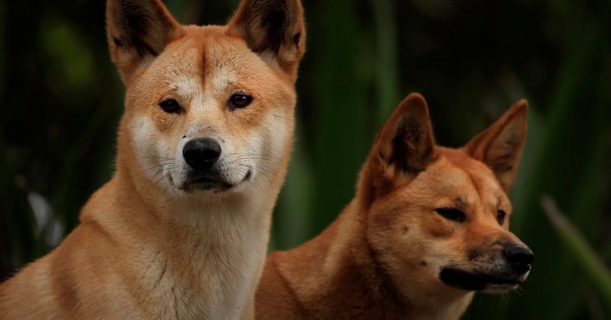 Dingo Knowledge: Weight, Domestication, Is it a Canine, and Further?